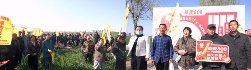田间实地观摩 莘麦808长势亮眼